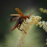 Cantharis livida