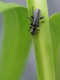 Cantharis fusca
