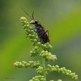 Blærebille, Malachius aeneus