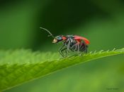 Malachius aeneus