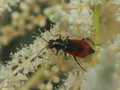 Malachius aeneus