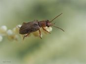 Orsodacne cerasi