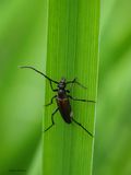 anastrangalia sanguinolenta