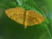 Gullmåler, Camptogramma bilineata