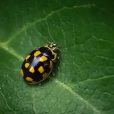 Sjakkbrettmarihøne, Propylea cuatudorecim