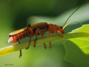 Cantharis livida