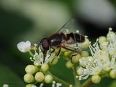 Hagedroneflue, Eristalis lineata