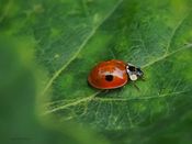 Toprikket marihøne, Adalia bipunctata
