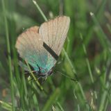 Grønnstjertvinge, Callophrys rubi