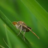 Brunt slåttefly, Euclidia glyphica
