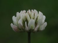Hvitkløver, Trifolium repens