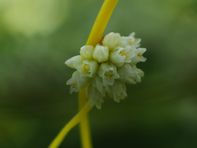 Neslesnyltetråd, Cusuta europaea europaea