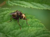 Sicus ferrugineus