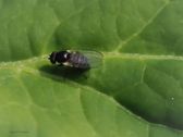 Svarthornet juvelvåpenflue, Microshrysa polita