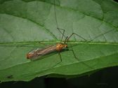 Nephrotoma flavescens