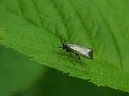 Adela reumurella