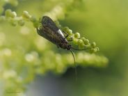 Adela reaumurella