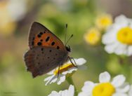 Ildgullvinge, Lycaena phlaeas