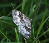 Hvit båndmåler, Xanthorhoe montanata