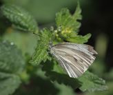 Rapssommerfugl, Pieris napi