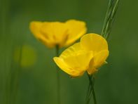 Soleie, Lotus camiculatus