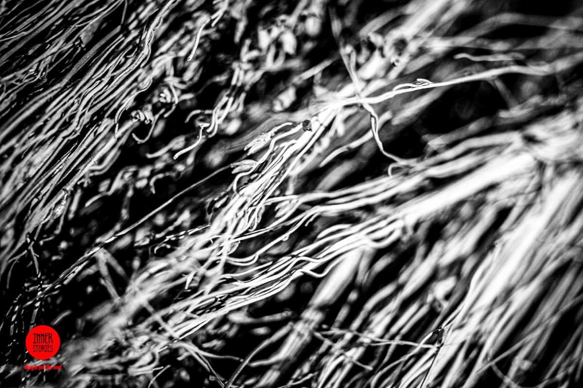 aranciaia abstract-37