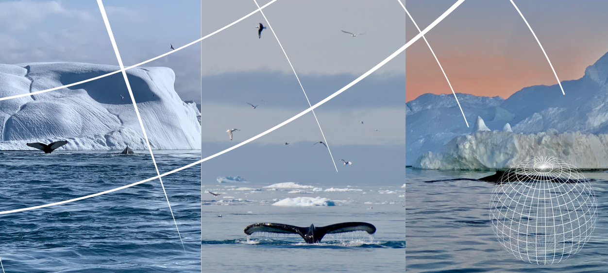 Hvalsafari | INUK ADVENTURE