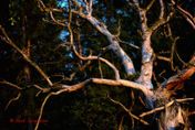 Oak