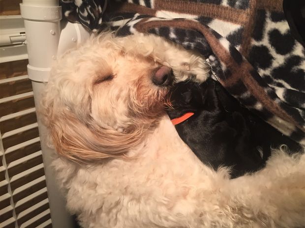 Beau getting momma snuggles