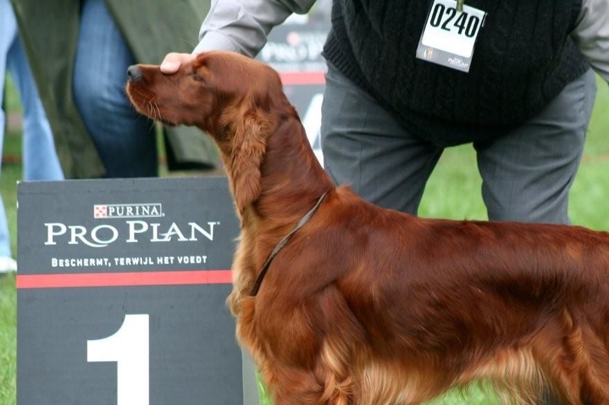 IrishLady Ireleith