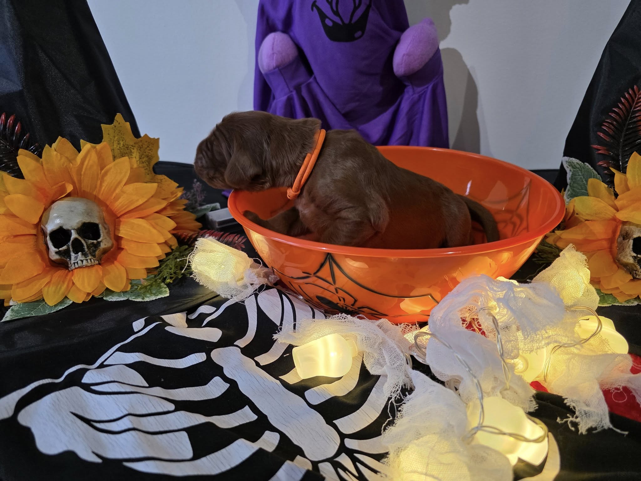 oranje