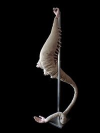 Birth