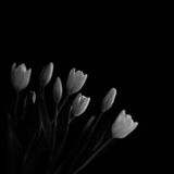 IH - tulpen zw-w (3 van 4)