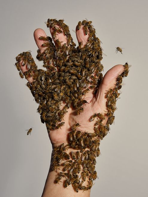 Beekeepers Hand