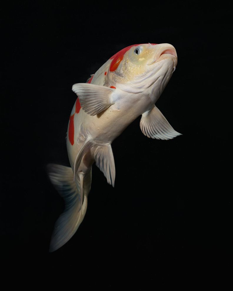 Koi