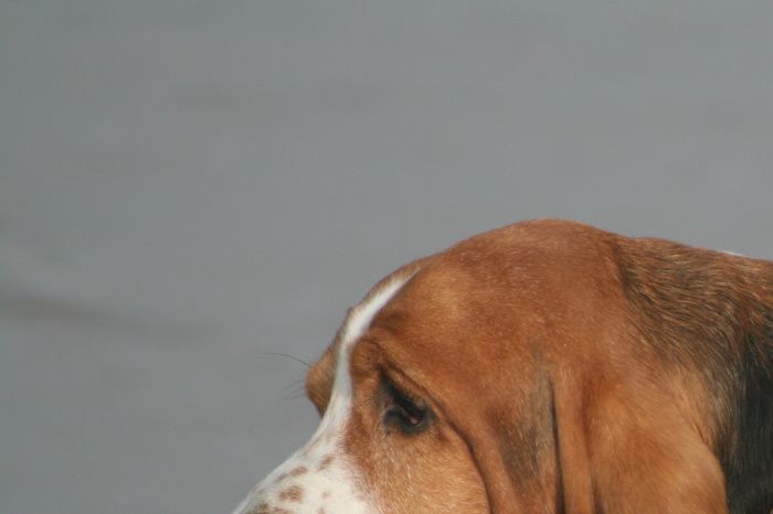 HUNTER
8 september 2001 - 19 maart 2012

Lieve jongen,
Na 10 jaar in een fokkerij geleefd te hebben, mocht je eindelijk met pensioen. Je keek me aan met die prachtige ronde kraaloogjes en je stal mijn hart in de eerste seconde.
Je komst bij ons deed nog heel wat stof opwaaien, maar het was het 100% waard.
Je had nogal wat gezondheidsproblemen, en samen hebben we heel wat dierenartsbehandelingen doorstaan. Je werd maatjes met de andere bassets, maar met name met onze ouwe dame Jezebel, en samen wandelen en slapen vond je heerlijk.
Veel verdriet doet het ons dan ook dat je hiervan maar 6 maanden hebt mogen genieten want je werd ziek, erg ziek, en er was maar één manier om je te helpen... Onze enige troost is dat we zeker weten dat je die 6 maanden ten volle genoten hebt, en dat je eruit gehaald hebt wat je kon.
We zullen je nooit vergeten, lieve stoere man.