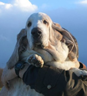 JAMES
13 februari 1992 - 6 mei 2004
We hebben de rust gevoeld...

Lieve ouwe Pikkebaas,
Het is genoeg geweest, de tijd is gekomen. We hebben afscheid van je genomen. Je kon niet meer, je hebt zoals altijd je best gedaan, en ik denk dat je zelf ook wist 