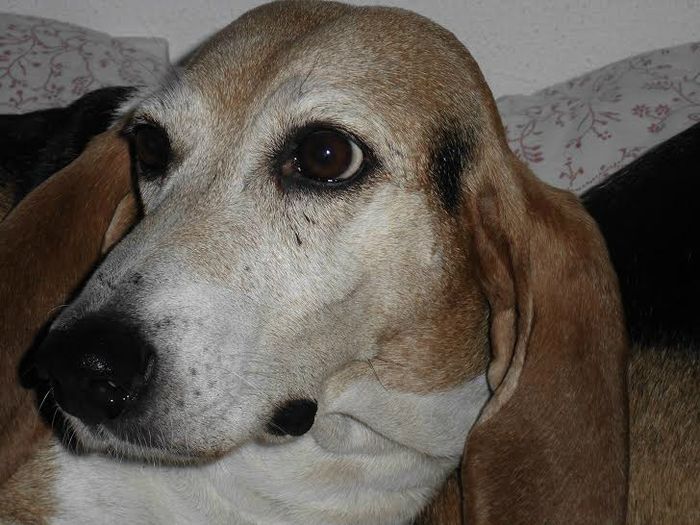 LILO
29 oktober 2004 - 2 oktober 2013

Lieve Lil,
Vanaf ons eerste oogcontact hebben we die speciale band gehad.
Je kwam als een wervelwind in ons leven. 
Maar bij ons was je veilig, en je fijne leventje kon beginnen.
Wat hield je van je vriendje Bruno, en wij van jou!
Op 2 oktober werd je ziek, en zelfs zo erg dat we binnen 10 uur al afscheid van je moesten nemen.
Lieve Lil, het ging zo snel, het was niet te begrijpen.
We missen je vreselijk, maar weten dat je straalt als een sterretje en ooit zien we elkaar weer.
Dag lieve Lilo, we zullen je nooit vergeten.

Paul, Kim, Floris en je bassetvriendje Bruno