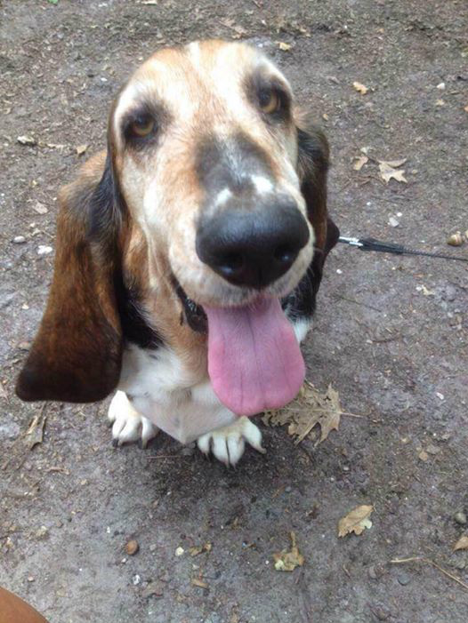 LUBBE
25 februari 2007 - 1 maart 2017
Lieve Lubbe, ons Lubbekind. Zoveel mensen die van jou hielden, maar al die liefde kon jou niet redden. Het moeilijkste dat we moesten doen was het allerlaatste dat we voor je konden doen. We hebben je van de duisternis naar het licht laten gaan, naar de warme zon op je mooie vachtje, naar de wereld achter de Regenboogbrug waar jouw prachtige ogen weer stralen. Slaap zacht lief meisje, we drukken dikke knuffels op je lieve koppie. We gaan je zo vreselijk missen <3