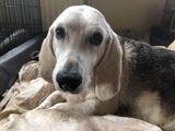Beau