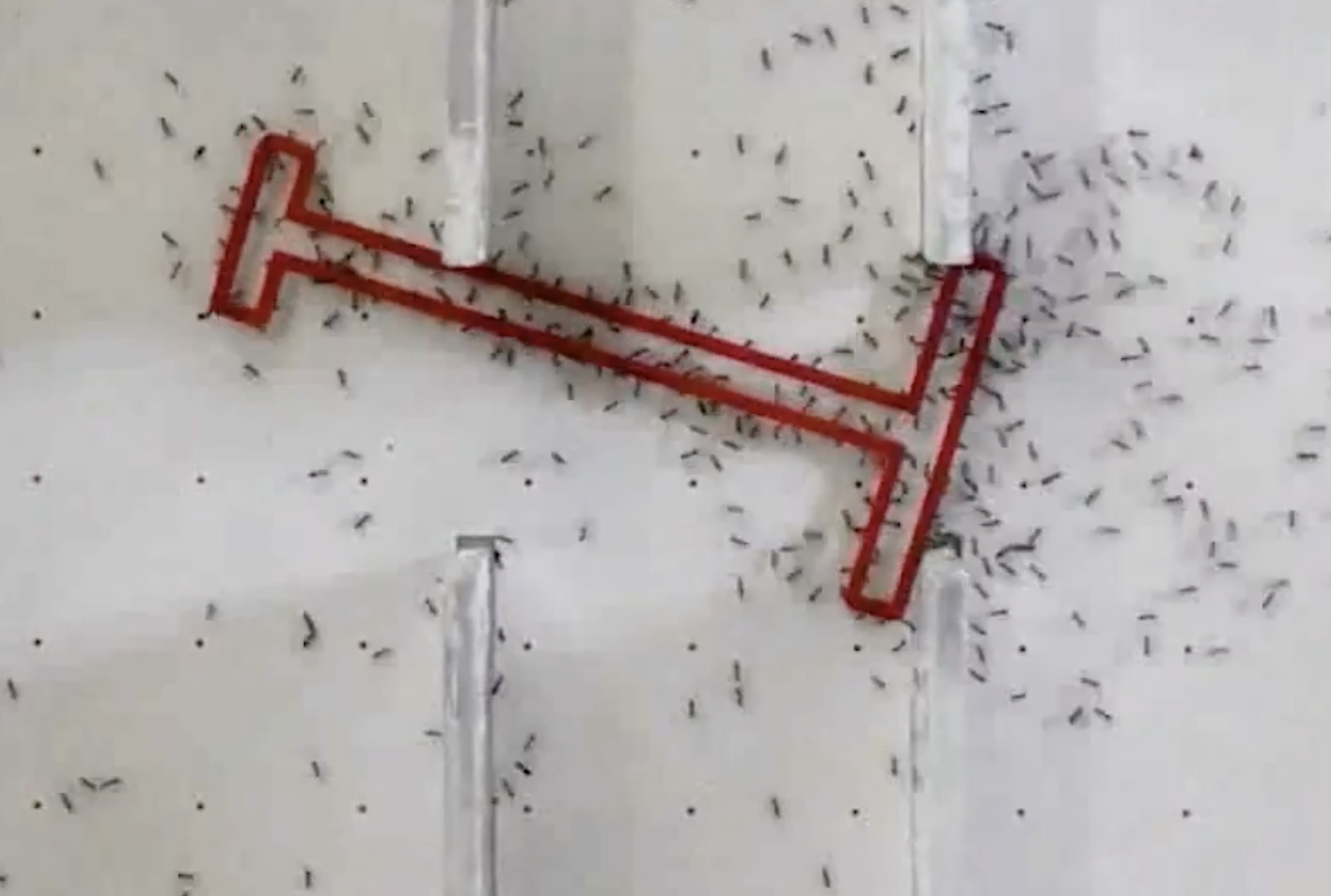 figuur mieren experiment