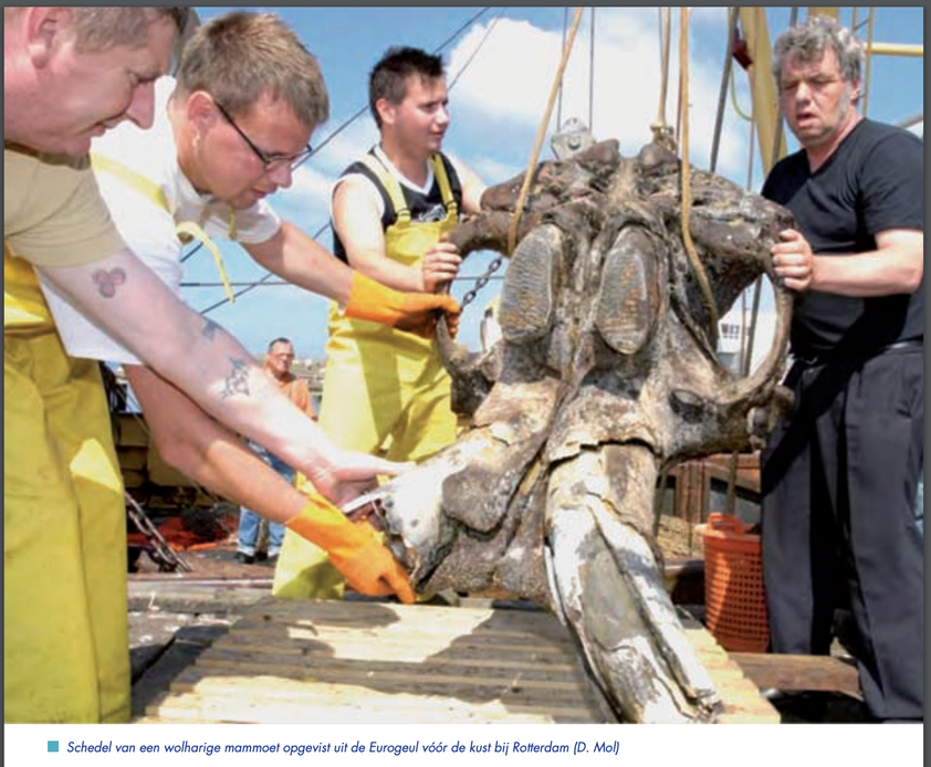 Afbeelding Mammoetschedel. 