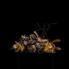 Found Insects 