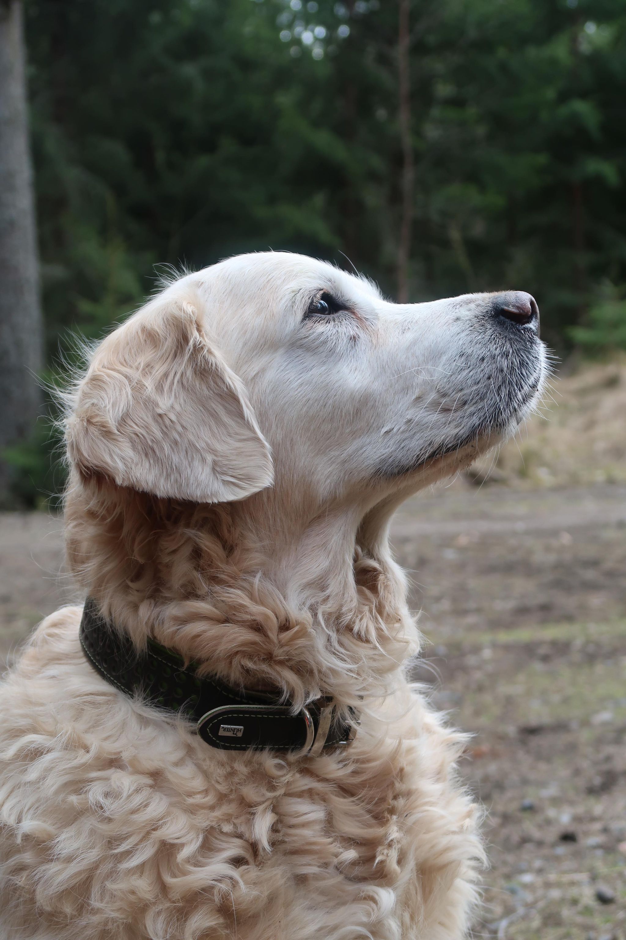 Jägarstugans Hundcenter galleri bild 3