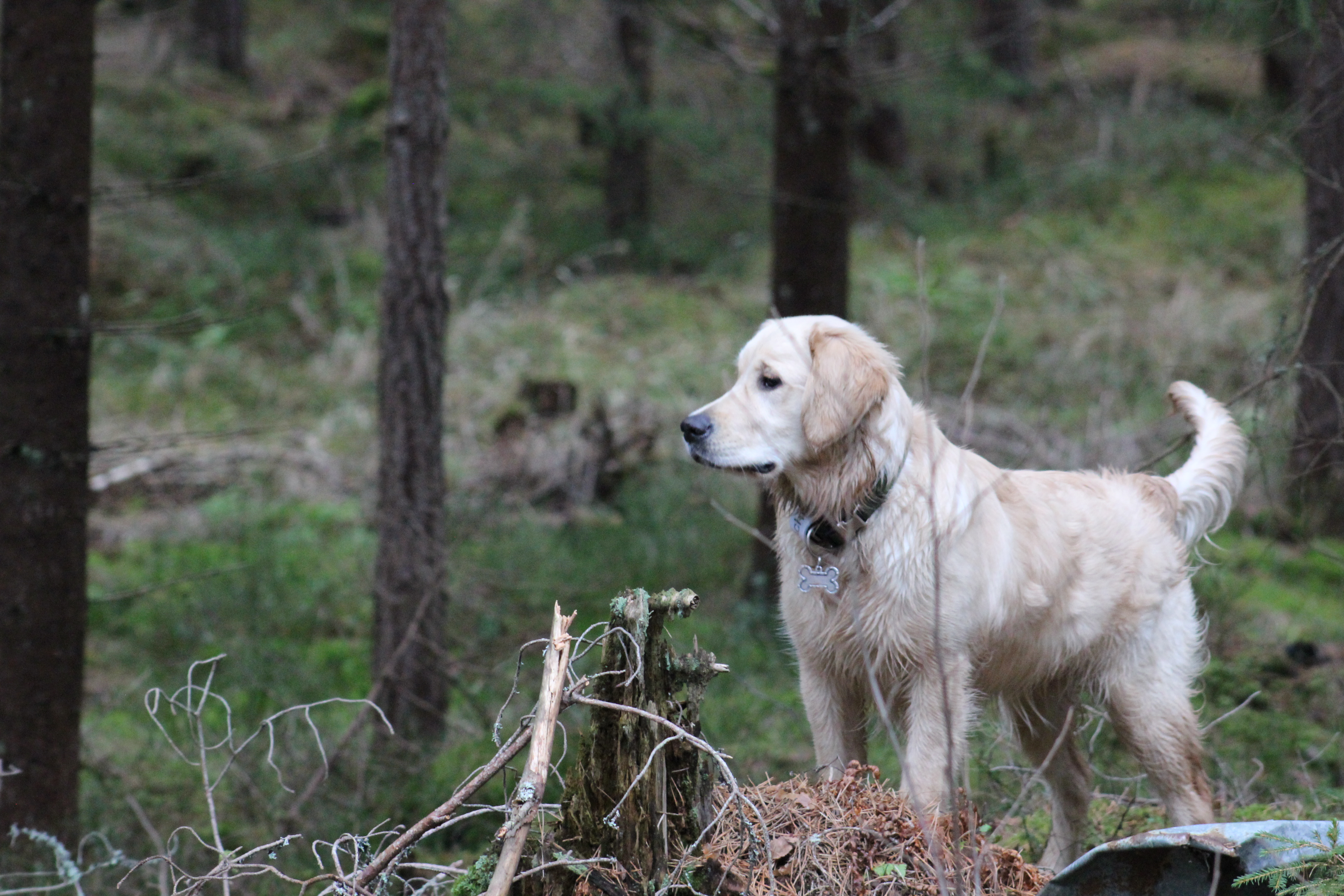 Jägarstugans Hundcenter galleri bild 1