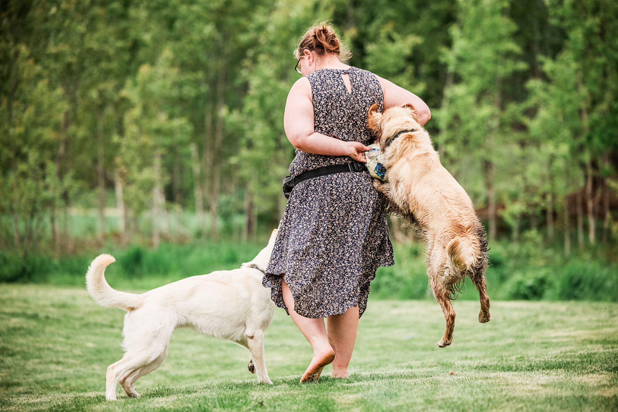 Jägarstugans Hundcenter galleri bild 7