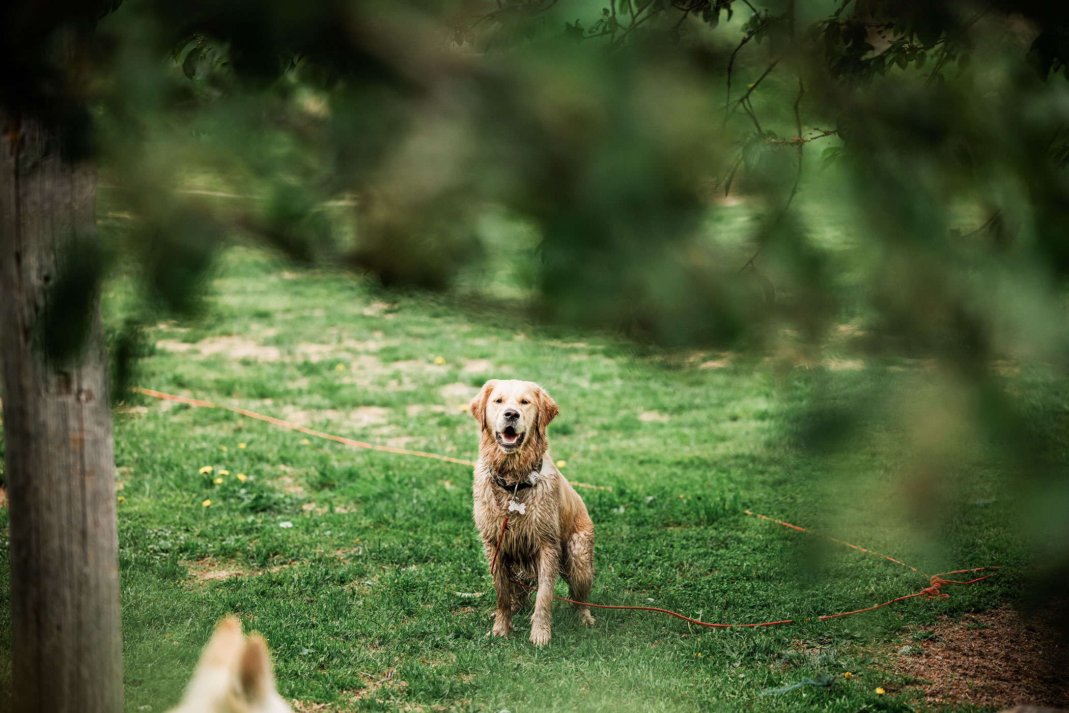 Jägarstugans Hundcenter galleri bild 2