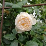 image000003