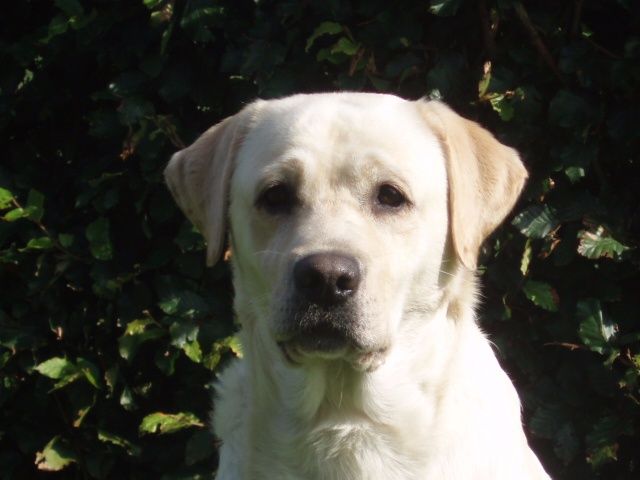 Skibstedgaards Anna DK 05691/2007