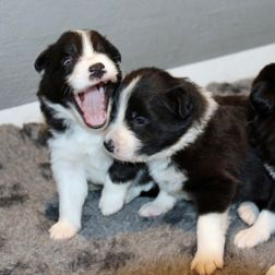 122A9533_border collie